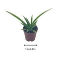 thumbnail image 2 of Spider Plant, Chlorophytum comosum, Limited, in a 2 inch Pot Tiny Mini Pixie Plant, 2 of 9