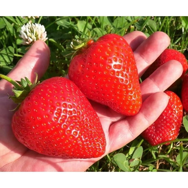 Expert Gardener 2.5QT Strawberry Live Plant, Full Sun, Red, 1 Count