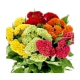 thumbnail image 3 of 750 Celosia Seed for Planting -Mix Cristata Cockscomb Woolflowers, 3 of 10