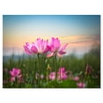 thumbnail image 2 of Design Art - Blooming Lotus Flowers at Sunset, 2 of 4