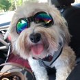 thumbnail image 5 of Waterproof Pet Sunglasses for Dogs – Eye Protection Goggles (Black) SHAR, 5 of 5