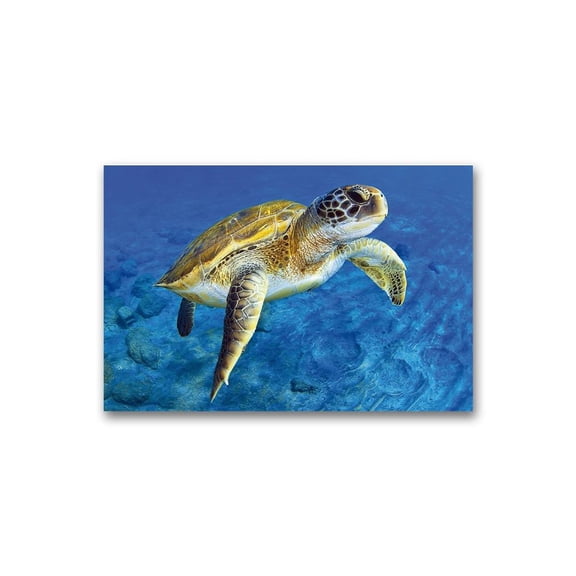 Beautiful Portrait Of Sea Turtle Poster -Image by Shutterstock