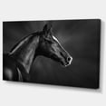 thumbnail image 2 of Black Arabian Horse Portrait - Animal Canvas Art Print, 2 of 3