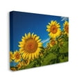 thumbnail image 3 of Stupell Industries Gorgeous Sunflower Field Summery Blue Clouds Sky Photograph Gallery Wrapped Canvas Print Wall Art, Design by Steve Smith, 3 of 7