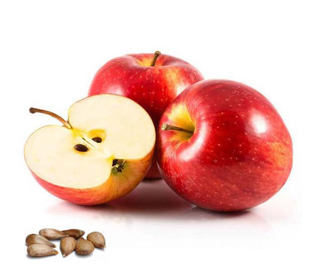 Apple Seed Oil Organic Carrier Cold Pressed Premium Natural 100% Pure 36 oz