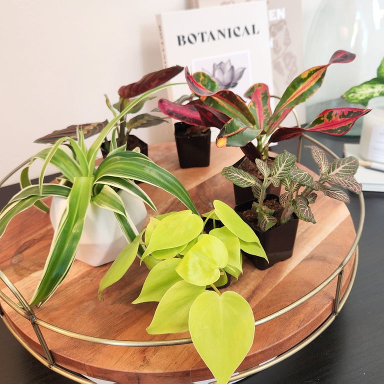 types of prayer plant Green Prayer Plant (Maranta leuconeura) | Stunning Foliage Houseplant