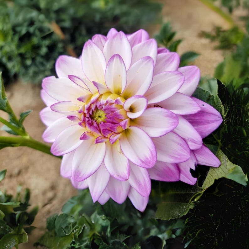 40 Seeds Mikayla Dahlia Seeds - Pollinator Friendly,, Heirloom Flower Seeds Mix for Gardens