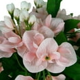 thumbnail image 4 of 12 Pack: Pink Wisteria Bush by Ashland, 4 of 4