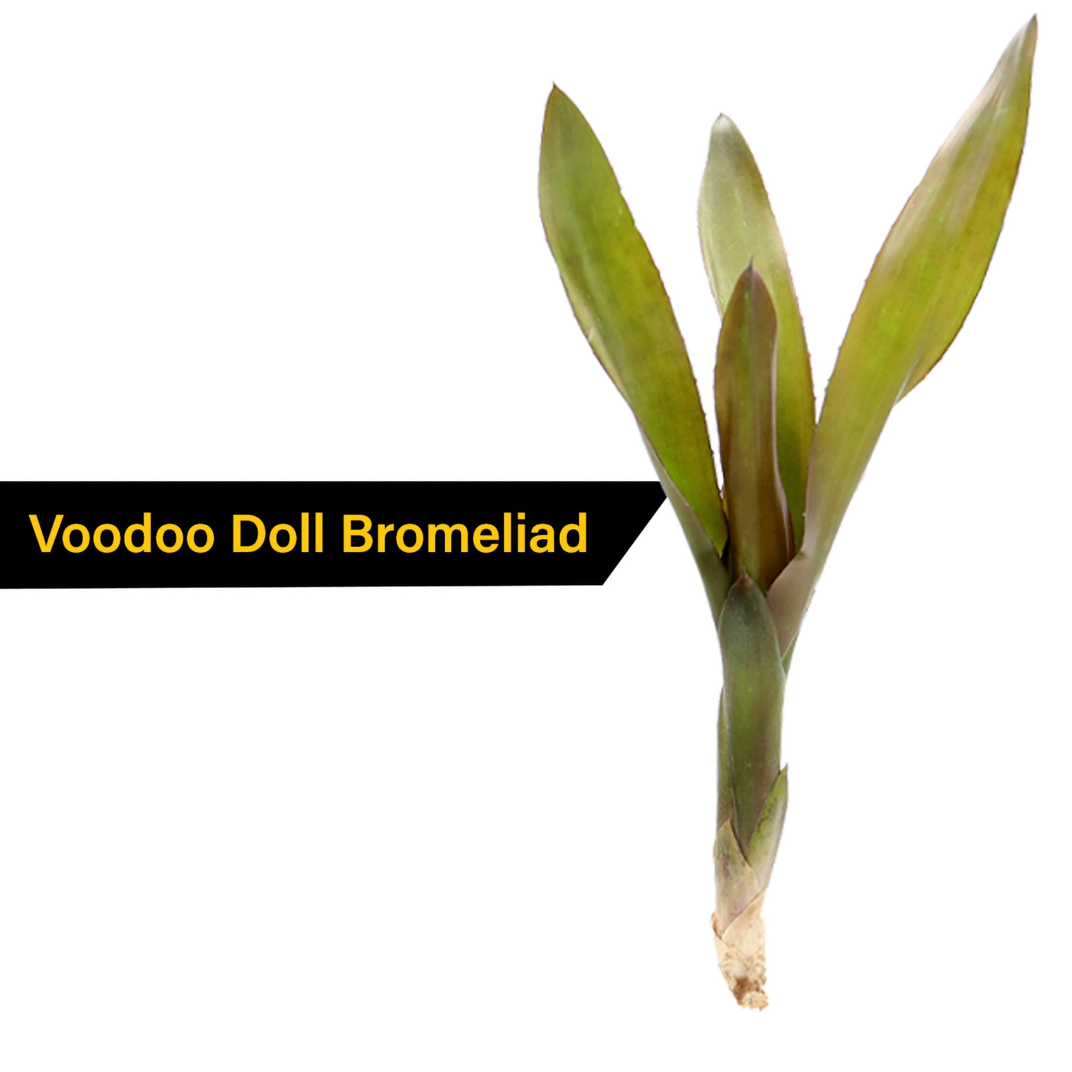 ReptiCulture Assorted Bromeliad Plant 6 ct