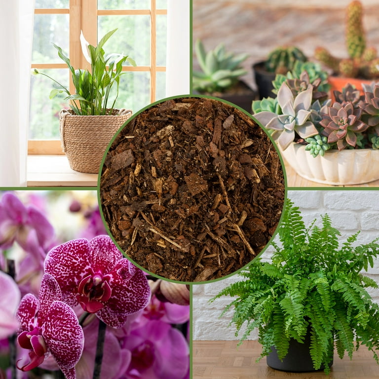 lighted indoor plants Brite Labs - Gaze Grow Light | Indoor Plant | Tropical Plant main image 0