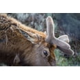 thumbnail image 2 of Herbert, Neal 32x23 White Modern Wood Framed Museum Art Print Titled - Bull Elk with Velvet on Antlers, Yellowstone National Park, 2 of 4