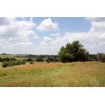 thumbnail image 2 of Highmith, Carol 18x13 White Modern Wood Framed Museum Art Print Titled - A field of wildflowers near Chappel Hill in Austin County, TX, 2014, 2 of 4