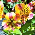 thumbnail image 2 of Alstroemeria - Colorita Diana 3 Pack (Potted Plant) Multi-color, 2 of 2