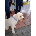 thumbnail image 5 of Collar Artesanal Para Perro O Gato, Marieta Linda, Cl-00002, 5 of 5
