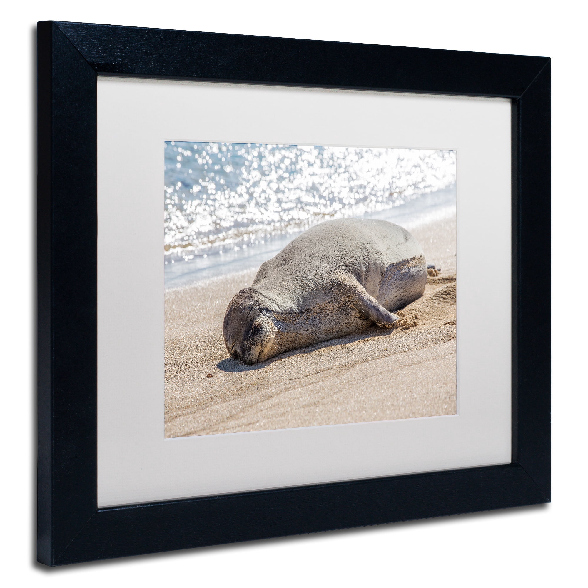Trademark Fine Art 'Hawaiian Monk Seal' Canvas Art by Pierre Leclerc, White Matte, Black Frame