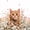 Pink Orange, variant on Manfei Cute Cat Twin Sheets, Cartoon Kitten Animal Bedding, Pink White, 3-Piece, 1 Flat Sheet, 1 Fitted Sheet and 1 Pillowcase
