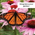 thumbnail image 3 of Ferry-Morse Pollinator Wildflower Garden Non-GMO Seed Variety Pack - 8 Pack, 3 of 5