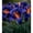 C, variant on Daylily Bulbs, Mixed Hemerocallis Bare Root Plants, Perennial Flower Roots for Garden Beds, Borders, Patio Containers