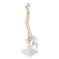thumbnail image 3 of Modelo De Columna Vertebral, Modelo Espinal PVC Con Base Para La Enseñanza Del Aula De Ciencias, 3 of 7