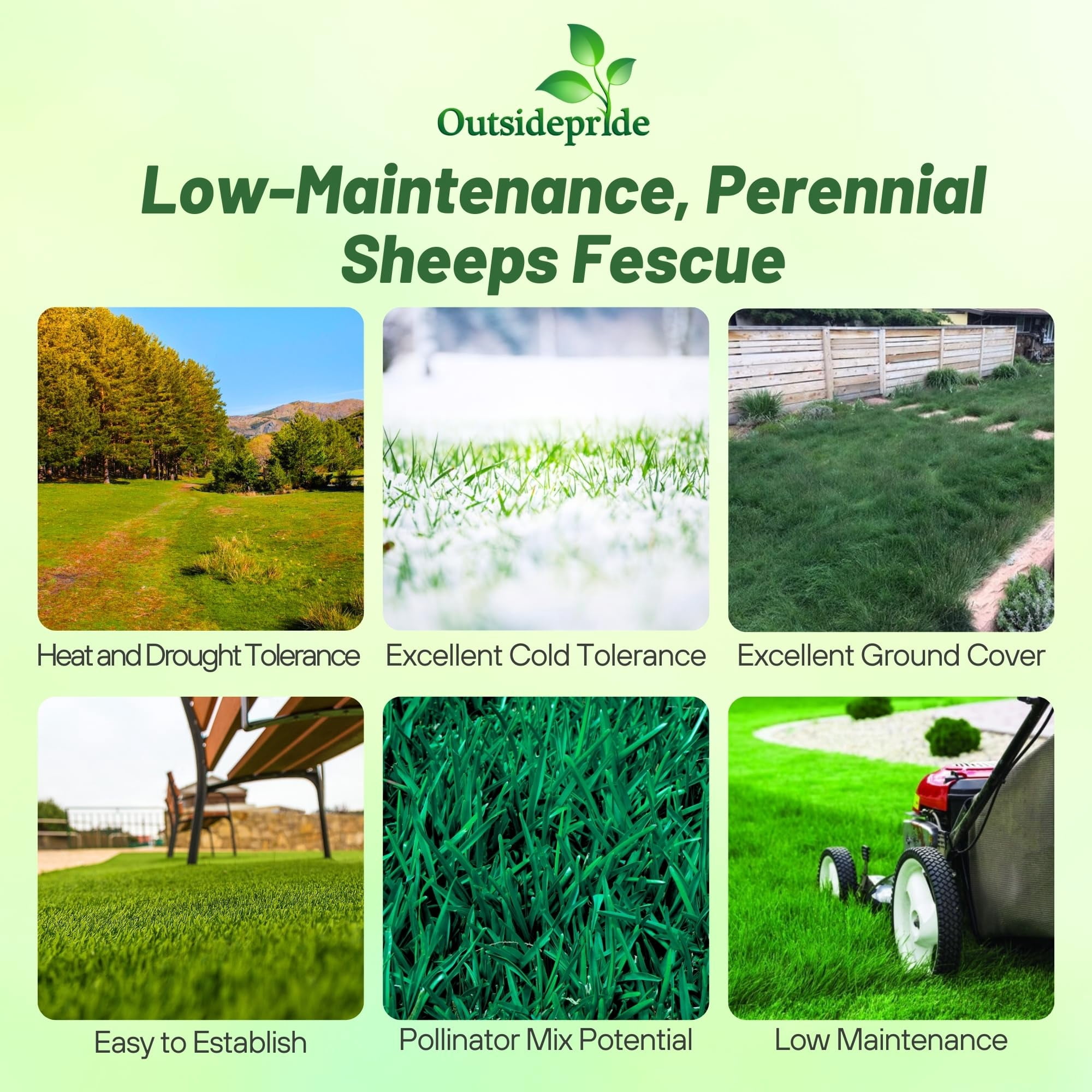 Outsidepride 10 lb. Perennial Drought Tolerant Sheeps Fine Fescue Lawn, Turf Grass Seed