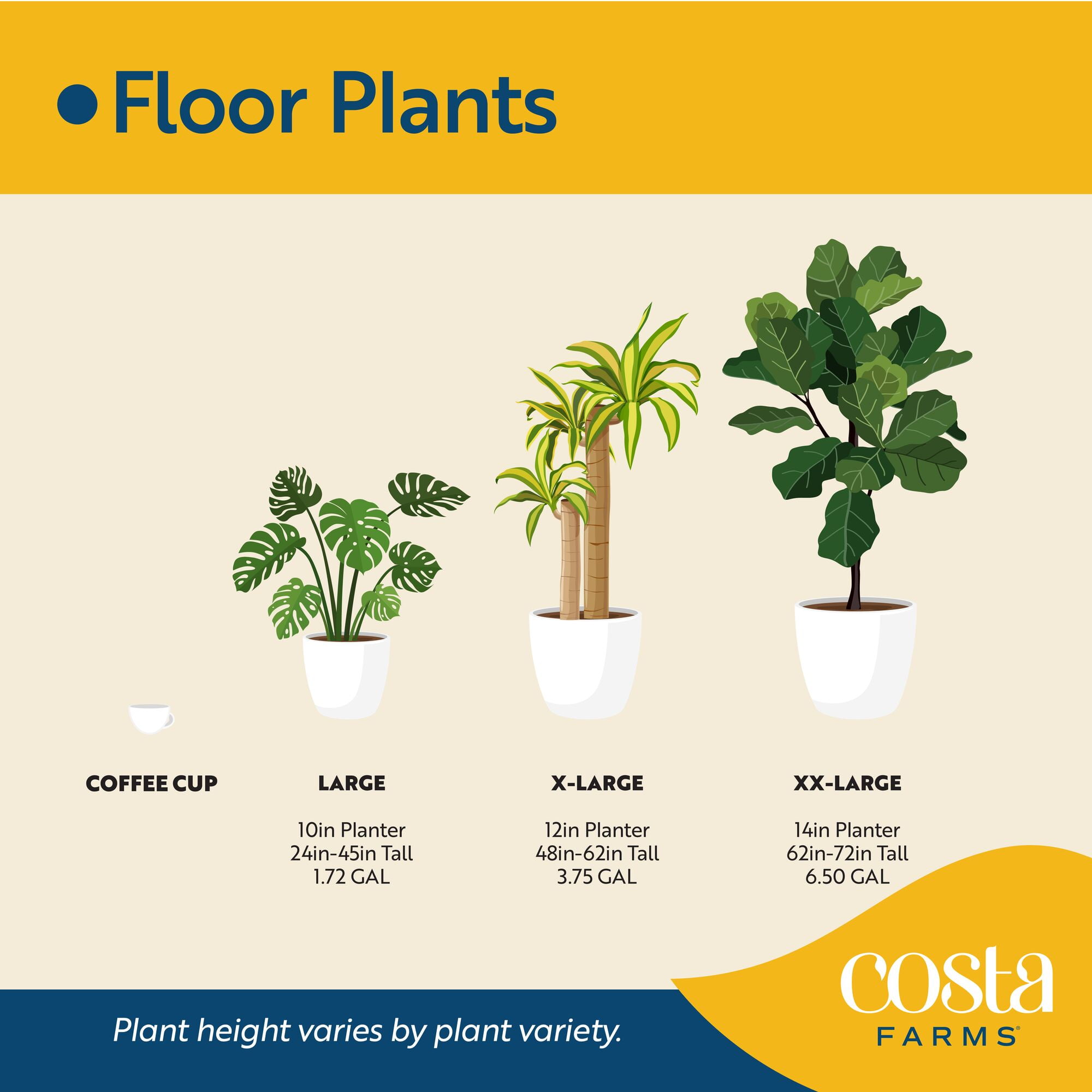 Costa Farms 24" Tall Monstera Deliciosa, Bright Indirect Sunlight, Indoor  Live House Plants in 9.84" basket - Walmart Business Supplies