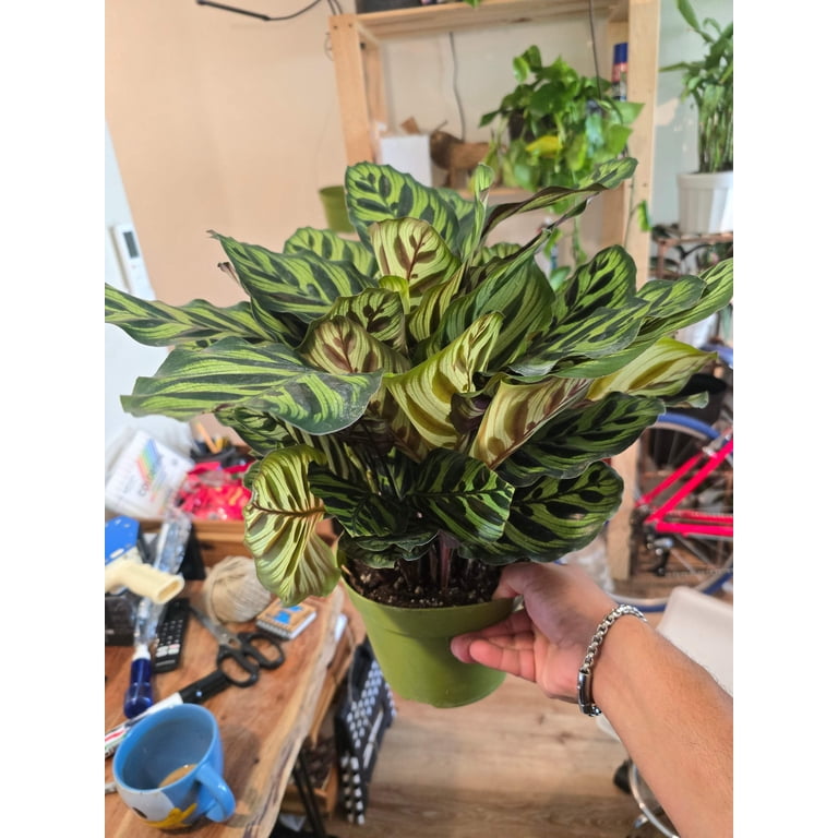 dracaena reflexa katzen DRACAENA REFLEXA , 100 cm – Kingplanters