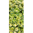 thumbnail image 6 of 2 Swedish Ivy Aurea Variegated Plants Live for Planting Indoor Outdoor 4-8 Inch Tall, Plectranthus Swedish Ivy Mint Herbs Starter Plants, 6 of 8