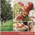 thumbnail image 2 of Yankee Candle Caramel Apple with Light Scent-Plug Diffuser Unit with a MacIntosh Home Fragrance Electric Refill 2-pc Set, 2 of 4