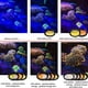 thumbnail image 5 of Saricho Reef Coral Lens para teléfono, lente de arrecife para cámara de teléfono inteligente, 11 kits en un conjunto completo de lentes de filtro de arrecife de coral, 1 estuche antipolvo, 2 clips, 8, 5 of 5