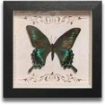 thumbnail image 1 of HUGFEGWE Butterfly Specimens in Shadow Box Butterflies Insect Specimen Real Butterfly Framed Home Decor Ornament for Wall Shelf Table Display Aesthetic Handmade Craft Gift CA919-133405, 1 of 7
