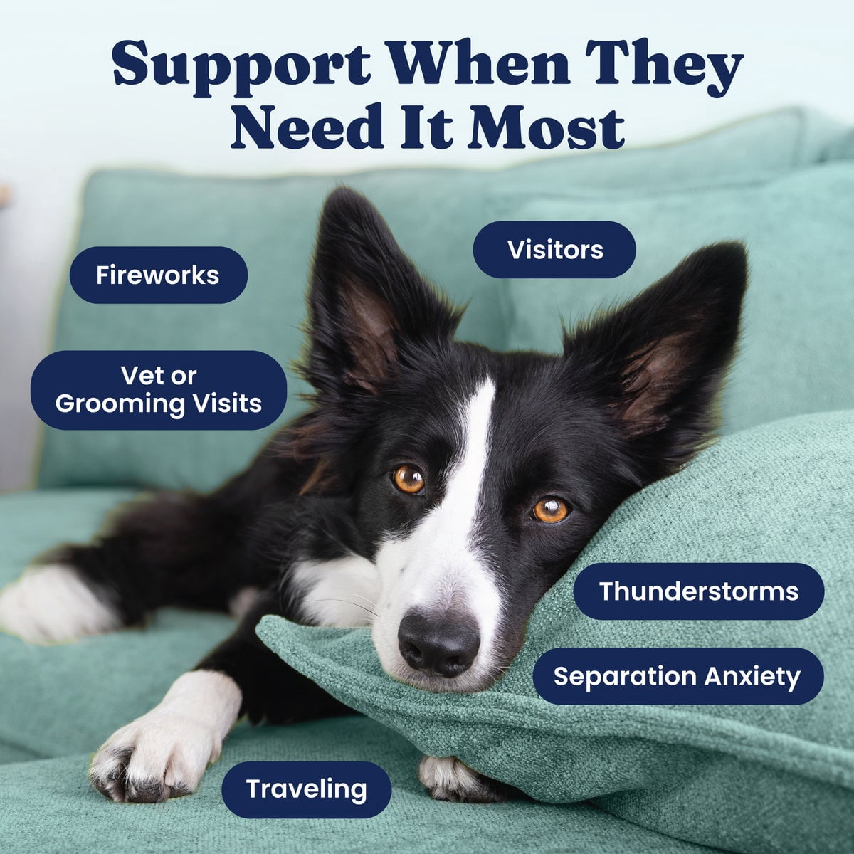 Solid Gold Calming Supplement for Dogs, for Anxiety and Stress Relief, Bacon 60 Count