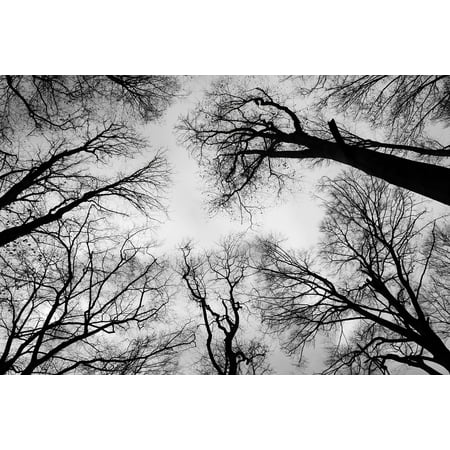 Framed Art for Your Wall Sky Trees Bald Branch Crown Black and White Nature 10x13