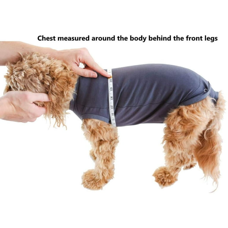 Cone on dog after cheap spay