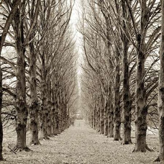 Hampton Gates Promenade - 3 Poster Print by Alan Blaustein (12 x 12)