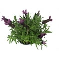 thumbnail image 2 of Fragrant Butterfly Spanish Lavender - Potted - Unusual - 6" Pot, 2 of 4