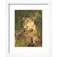 thumbnail image 2 of Lioness with Two Cubs Panthera Leo, Masai Mara Game Reserve, Kenya, East Africa, Africa, Animals Framed Art Print Wall Art by James Hager Sold by Art.Com, 2 of 5