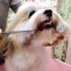 thumbnail image 5 of Kit de tijeras de peluquería canina con puntas redondas de seguridad Juego de tijeras profesionales de peluquería canina de acero inoxidable: tijeras adelgazantes, rectas y curvas y peine pa, 5 of 5