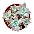 thumbnail image 5 of Variegated Ghost Plant Succulent (4"+ Clay Pot) - Graptopetalum Paraguayense - Tiny, Lovely, Easy to Care Succulent for Beginners - Live Healthy Succulent for Home Office - Best Trailing Indoor Plant, 5 of 7