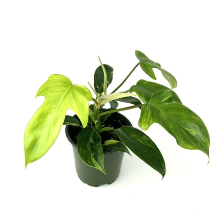 Philodendron Florida Green Beauty Easy, Air Purifying Houseplants, 3.5" Pot