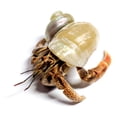 thumbnail image 2 of Cangrejo Ermitaño Vivo Nature Gift Store 3.8 cm con 2 Caparazones, 2 of 9