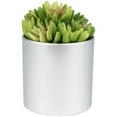 thumbnail image 4 of Northlight 4.75" Potted Red and Green Artificial Sedum Succulent, 4 of 6