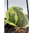 thumbnail image 4 of Variegated Hoya Kerrii Heart On The Vine Very Full, at Least 6 Hearts, Sweetheart Plant, 4 of 9