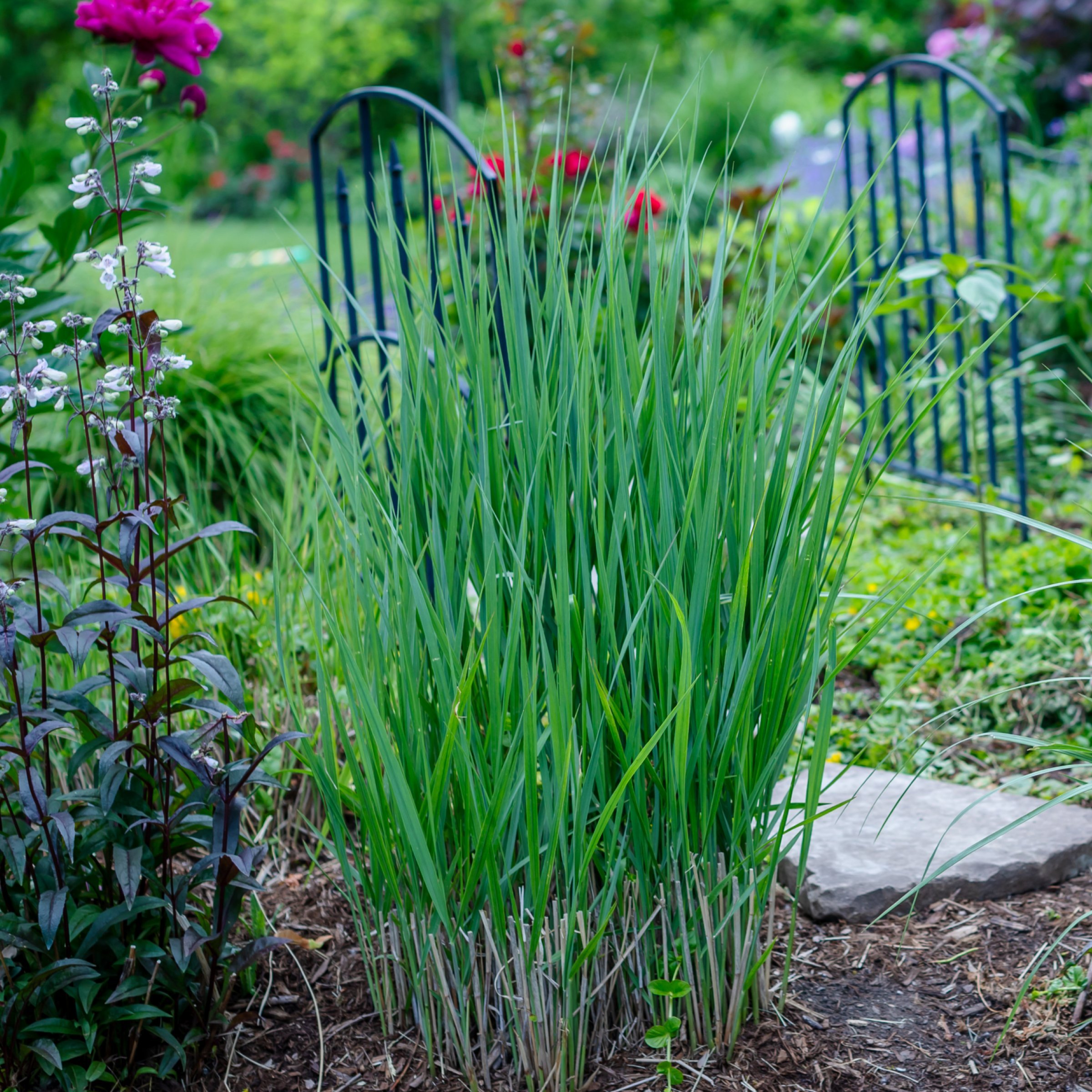 National Plant Network 4 in. Panicum Heavy Metal Grass (3-Pack)