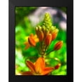 thumbnail image 2 of Grayscale 19x24 Black Modern Framed Museum Art Print Titled - Orange Blooms II, 2 of 5