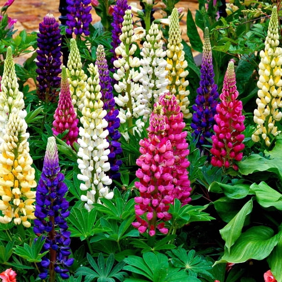 Mr Fothergill's Lupine Tall Mix Oh Sow Simple Flower Seed Easy to Grow