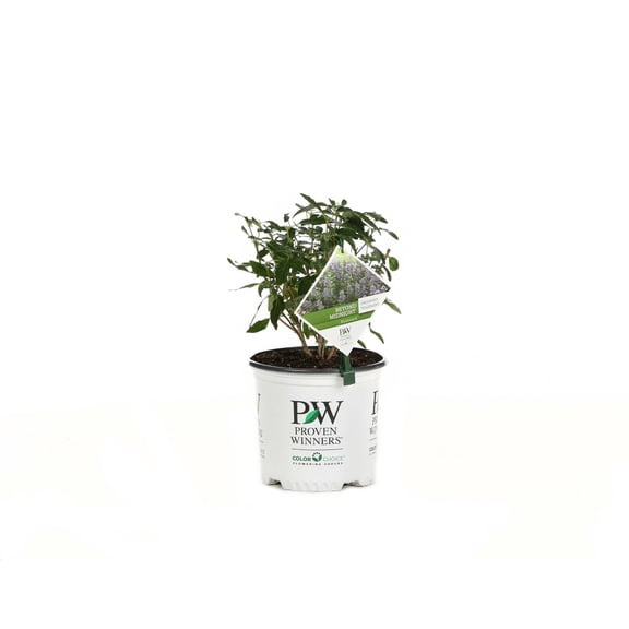 Proven Winners ColorChoice 6" Blue Beyond Midnight Bluebeard Live Plant in 7.5" Pot