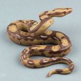 thumbnail image 4 of Shisuyan 2 Pcs Jouets Serpents Réalistes Modèles de Faux Serpents Accessoires d'Enseignement pour Enfants, 4 of 8