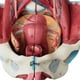 thumbnail image 2 of Disassembled Female Pelvis Anatomy Model PVC Female Pelvis with Floor Muscle,Nerves Model Lab Suppli, 2 of 5