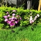 thumbnail image 4 of Lámpara de jardín con 20 luces solares de orquídeas y flores, 4 of 7
