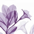 thumbnail image 2 of Koetsier, Albert 15x15 White Modern Wood Framed Museum Art Print Titled - Lavender Mandelilla, 2 of 4